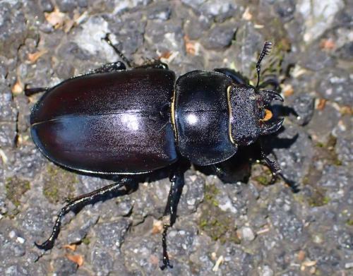 Réf. 234 626 : Lucanus cervus